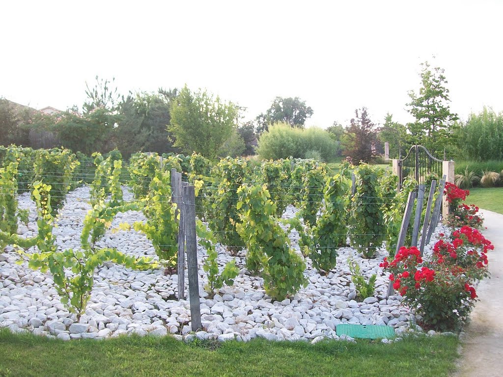 La vigne de Georges Blanc by gergovie