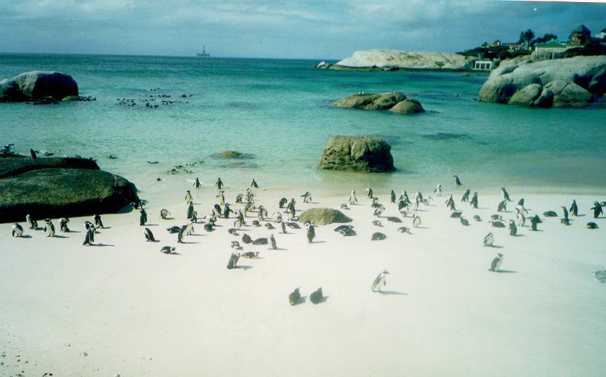 Pinguinos del Cabo by tapi45