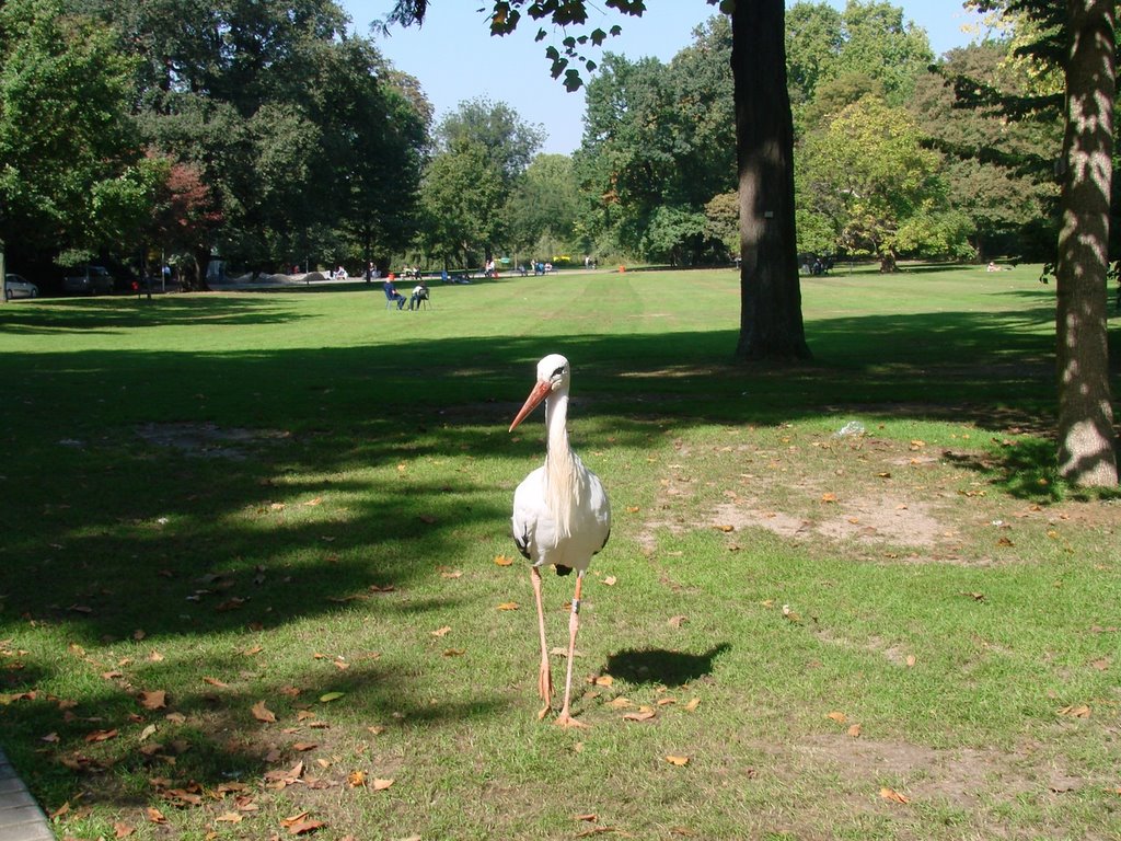 Storch im Luisenpark, Mannheim by heckedotz