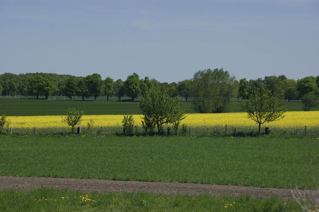 Raps bei Neudöbern by Andreas Rusch