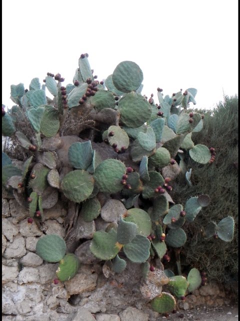 Fichi D'india a pala rotonda (rari) Castello di Falconara Butera Licata Sicilia Sicily by Peppe Verderame