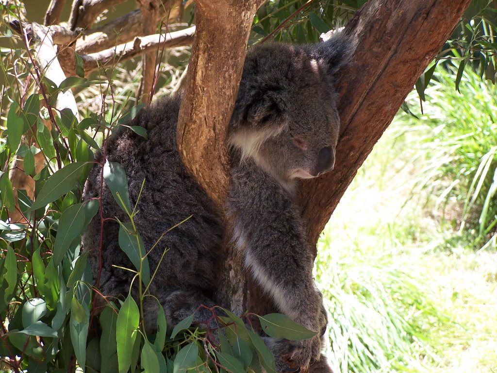 Koala at Healesville Sanctuary by JorgeA