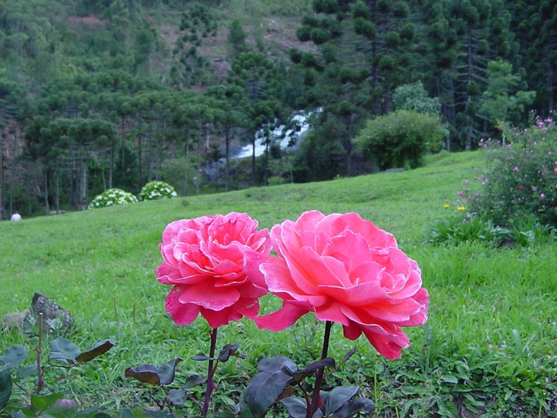 Rosas da Fazenda Boa Esperança by Spotter SSOL