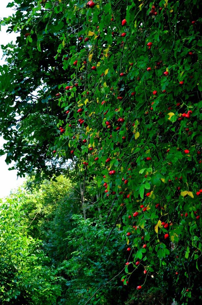 C'è una cascata di bacche rosse scendendo dalla collina by violapinnata