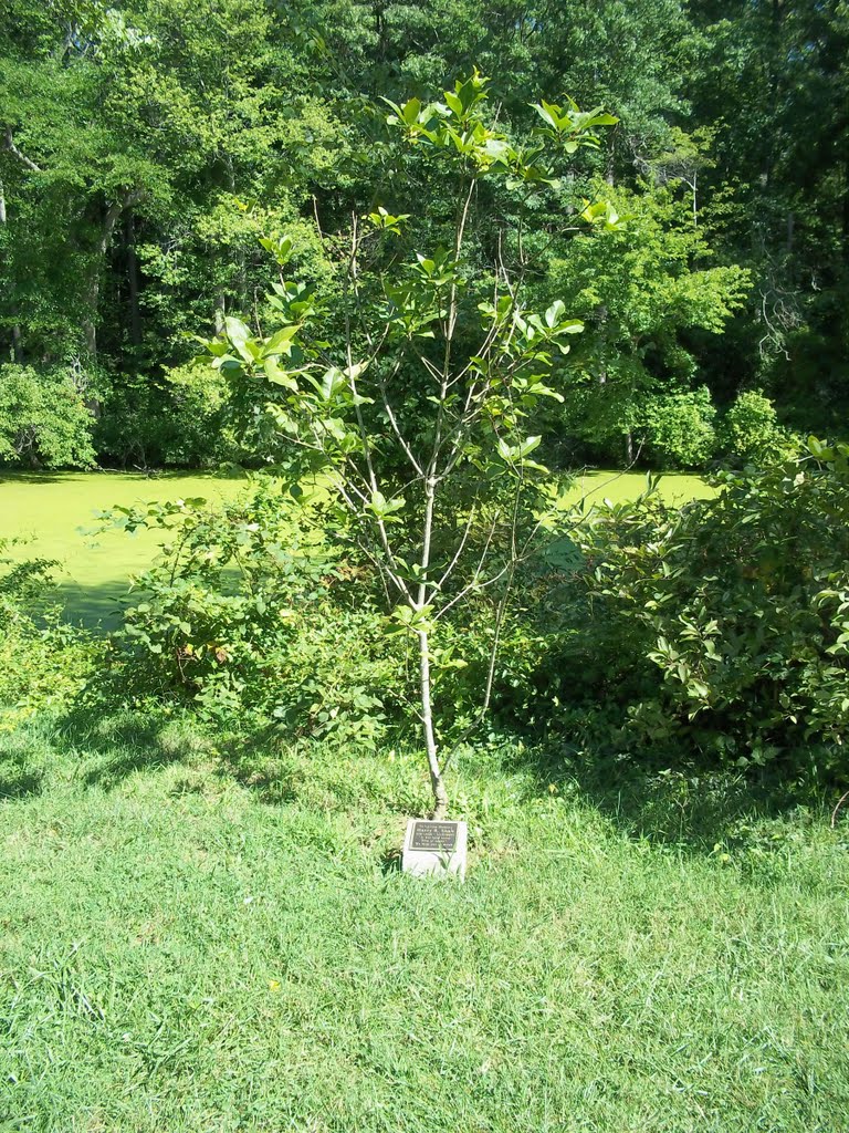 082211 Greenbelt Lake 60 - Shaw tree by kiwanji