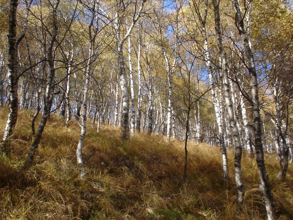 Ompio, over Maggiore Lake in Val Grande Nat. Park - Birch wood by lichinga