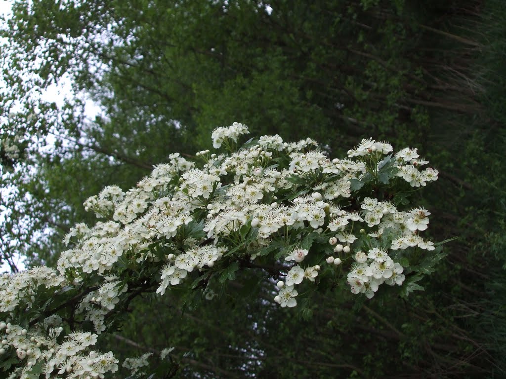 Crataegus monogyna / Głóg jednoszyjkowy / Common Hawthorn (strong powdery scent with fishy undrtones) by milenal