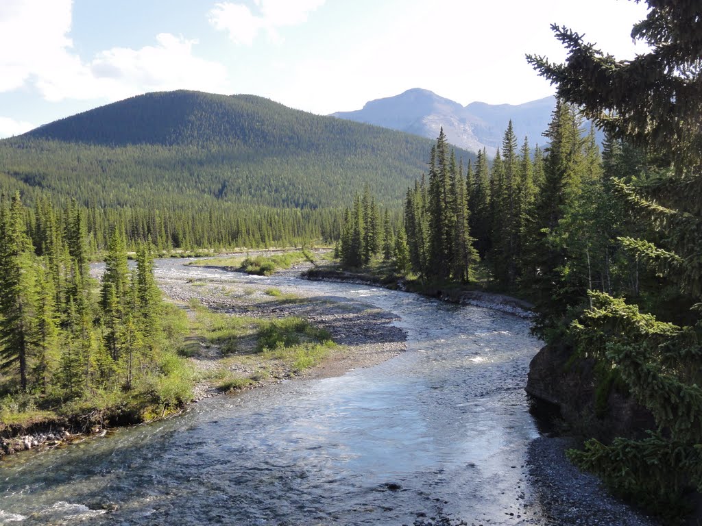 Elbow river full of trouts and another fish!2011. by Tony Sterl