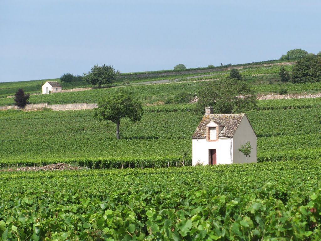 OK, vineyards! Beaune, Côte-d'Or, Burgundy by Drikyz