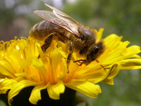 Apis melifera by Melnitsky Stanislav