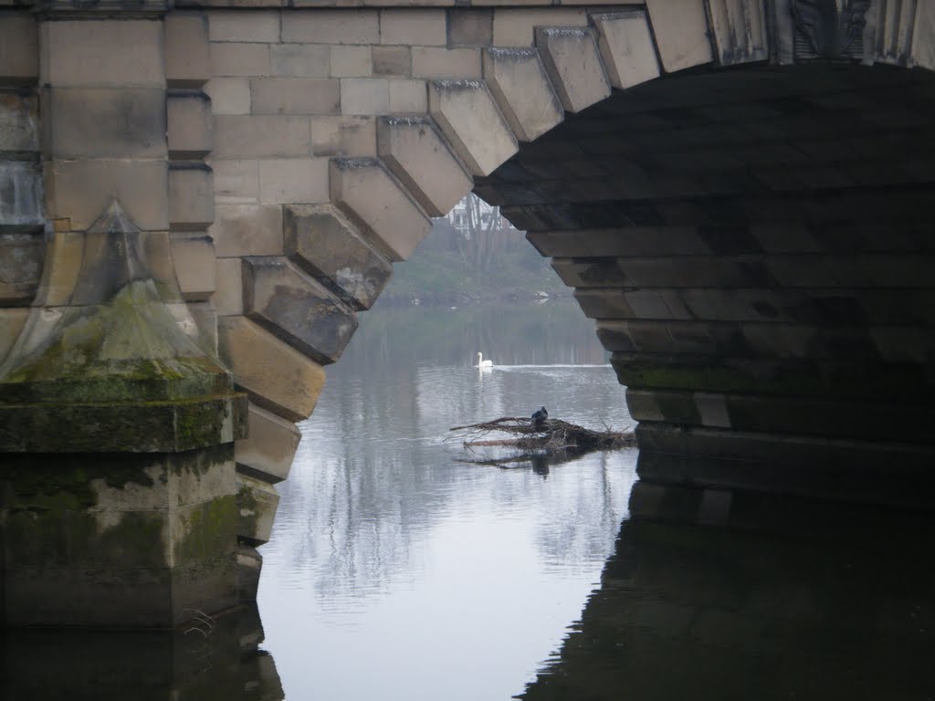 Reflections with a cormorant by dave marsh