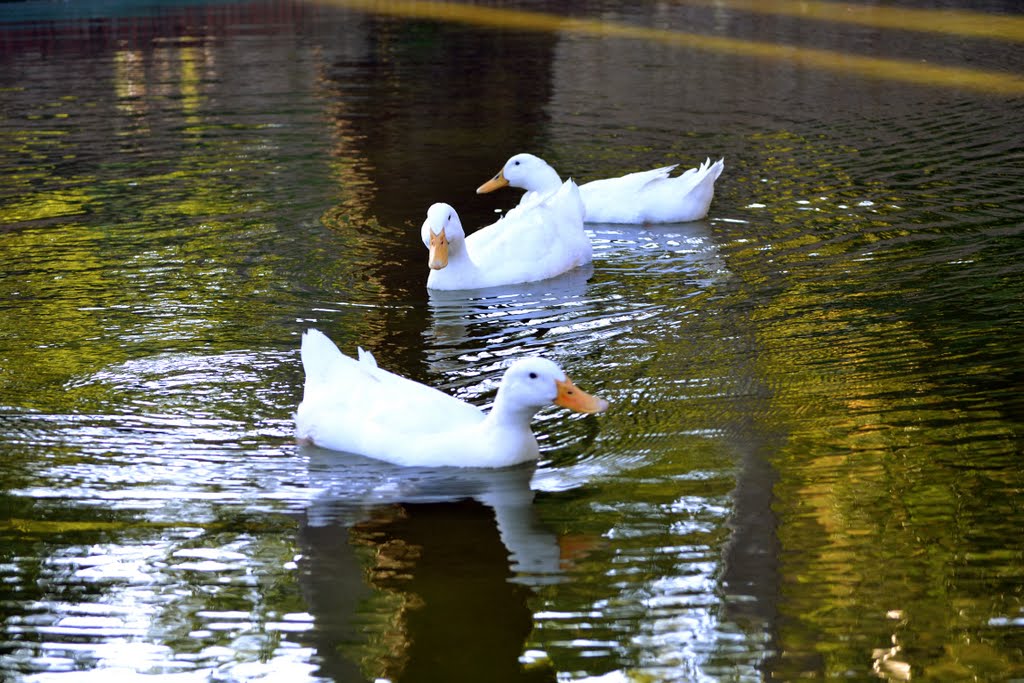 Patos en Can Mercader by M.Kreuz