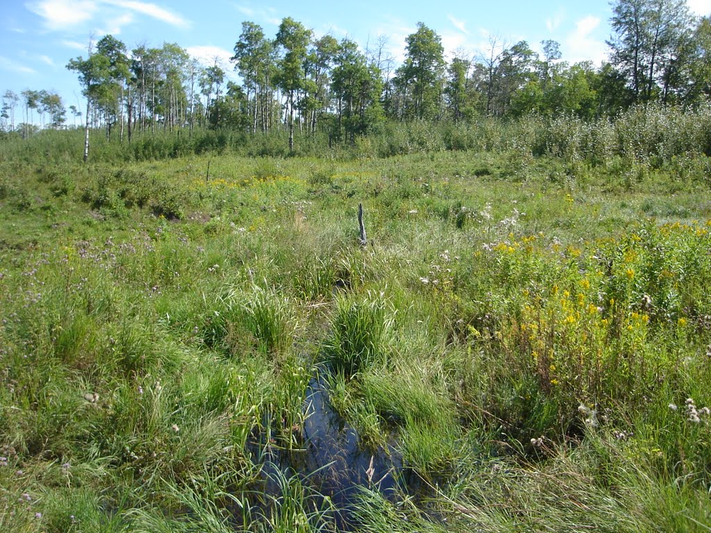 On The Wood Bison Trail - Elk Island by dwdeclare