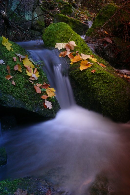 Little creek in autumn by © alfredschaffer