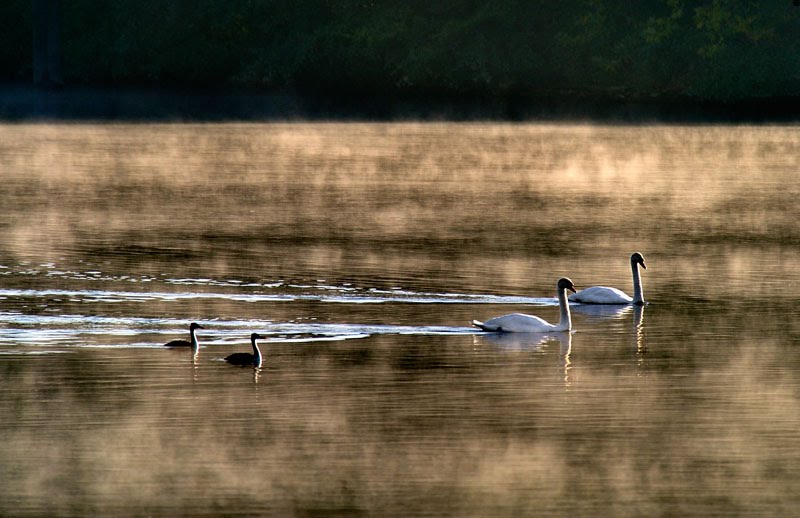 Cygne, Samois-sur-Seine by o.blaise