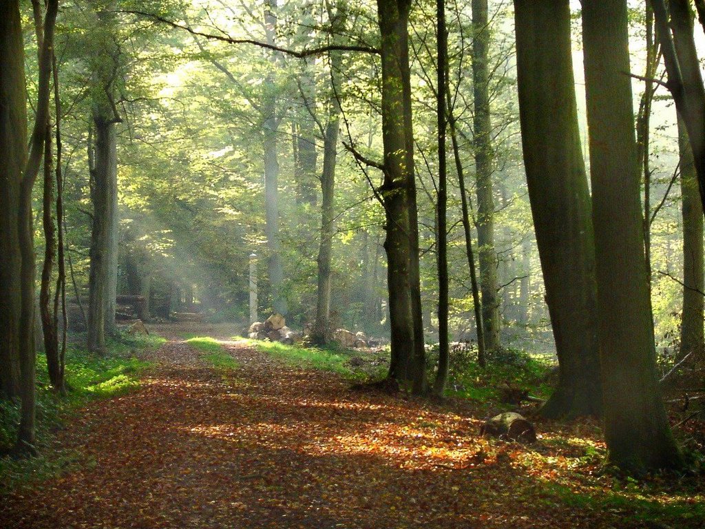 Circuit des hiboux, bois de Frémontier by Ragot Daniel