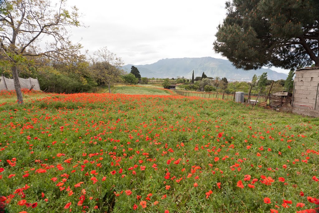 Pompei by longdistancer