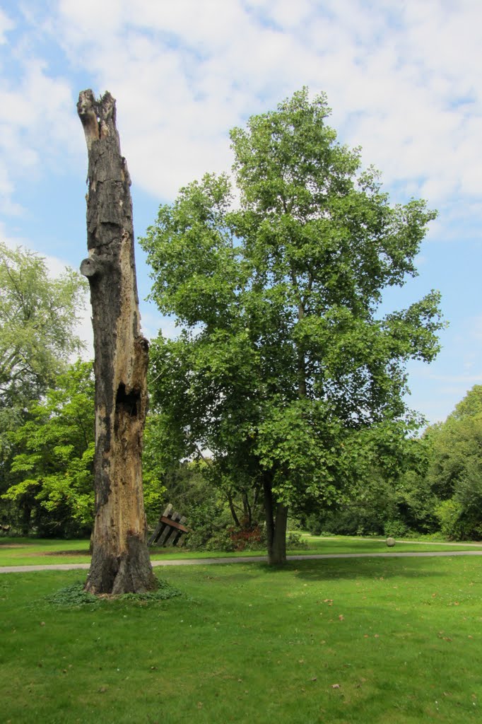 Alte Bäume sterben langsam, Lantz’scher Park, Lohausen by Bernd Bruns