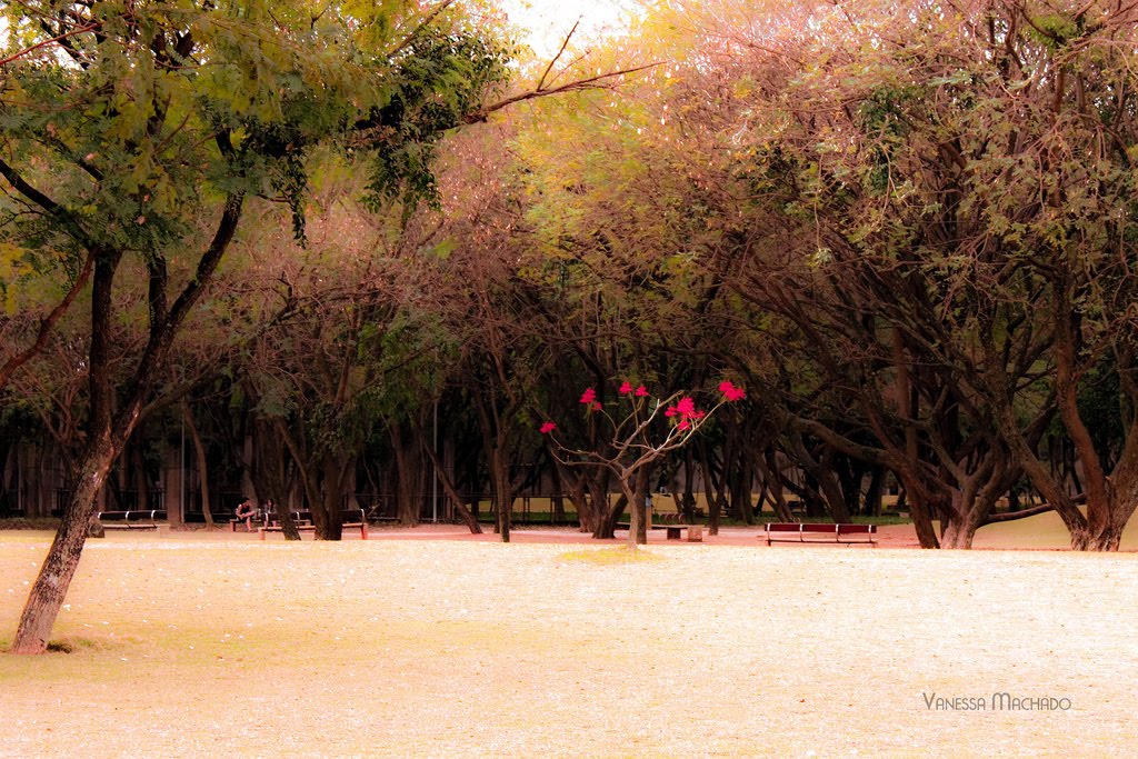 Parque da Juventude - São Paulo, SP by Van Machado