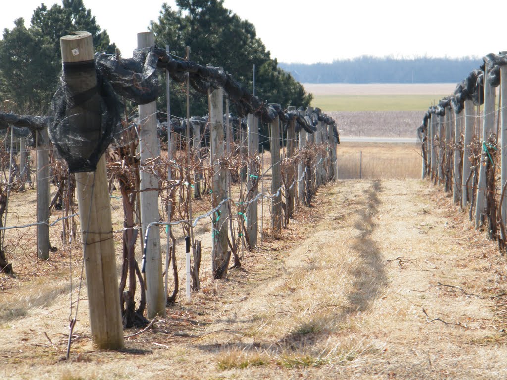 Grape vines in winter by melissabower