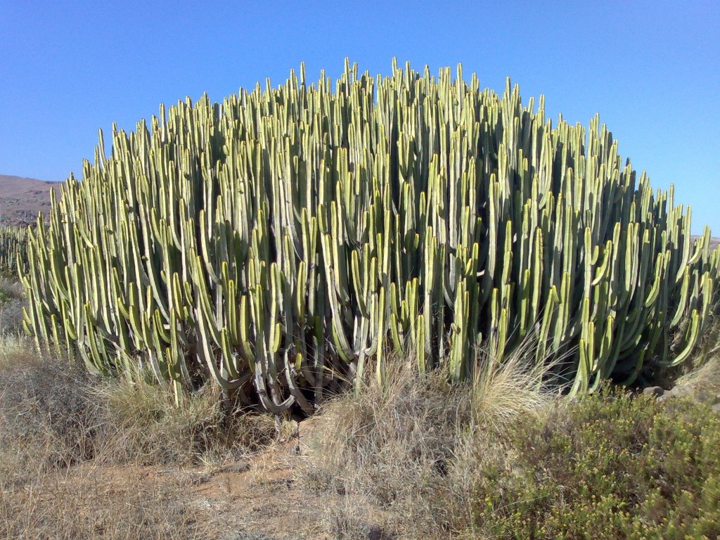 El Megacactus by Claudio Trigo