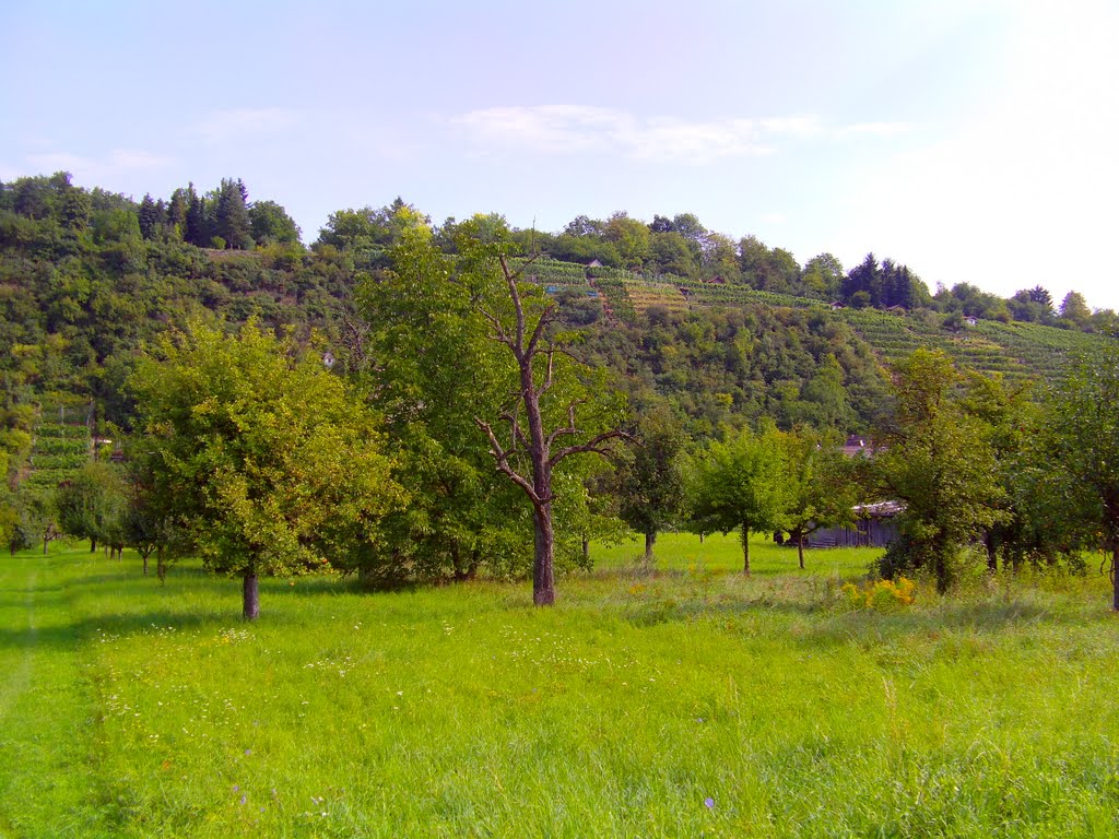 Nyári Látkép A Neckar Partján by Polo Zsolt