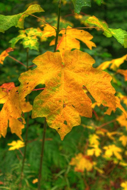 Dew Covered Maple Leaf in Fall Colors by Michael Hatten