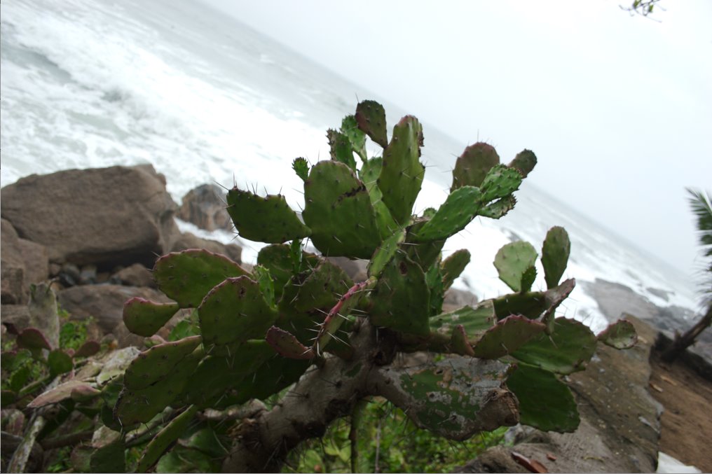 Cactus by Pedro Moraes