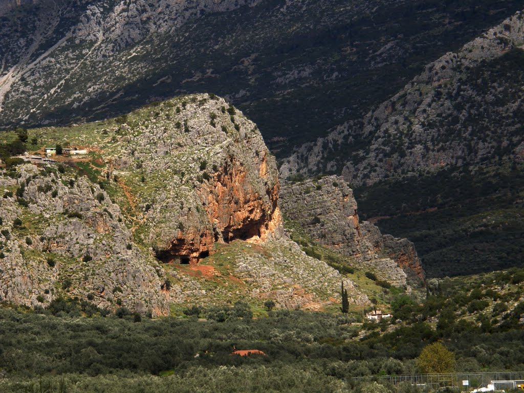 Ελλάδα - Στερεά Ελλάδα: Ελαιώνας... by Giorgos Rodinos