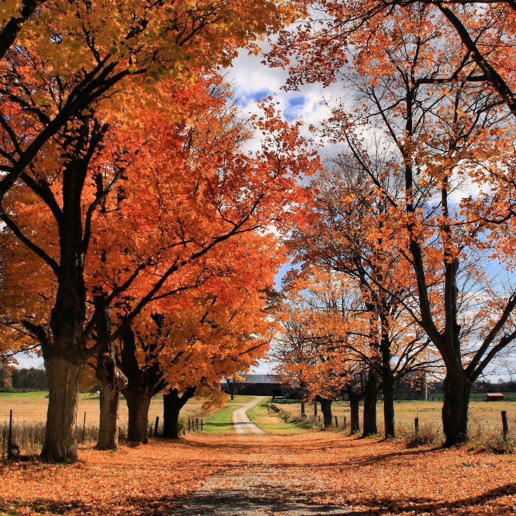 Lovers Lane by SteveJMPeters