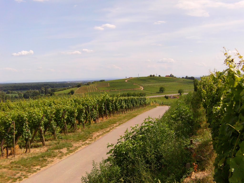 Le Vignoble d'Obermorschwihr by Gautier B