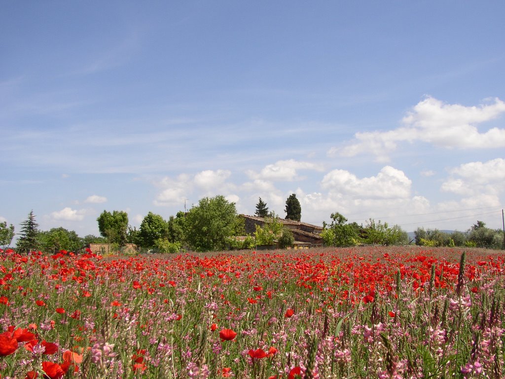 Wild flowers in Campiglia by robe&lore