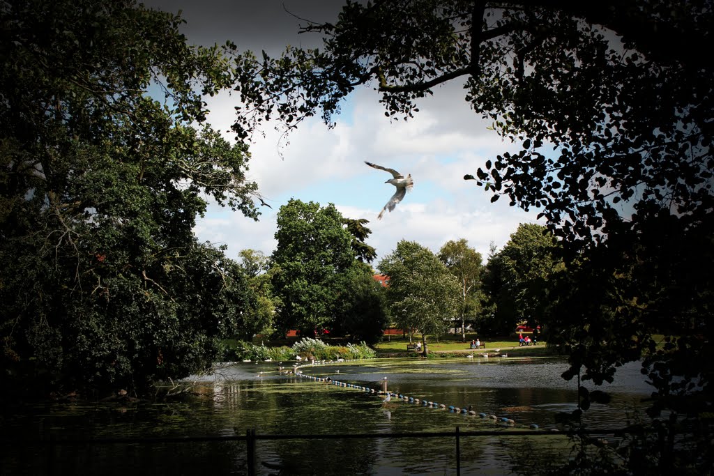 Swooping Over Roath Lake by bopa06