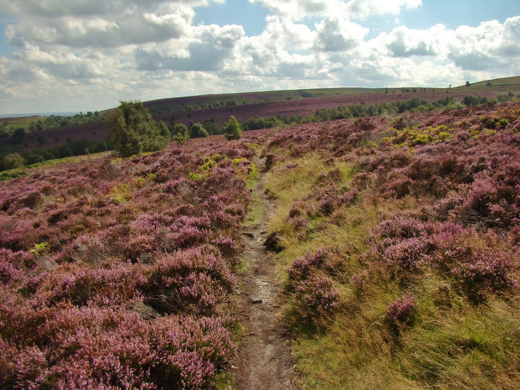 Flowering Heather on Blacka Moor Nature Reserve looking due south, Sheffield S17 by sixxsix