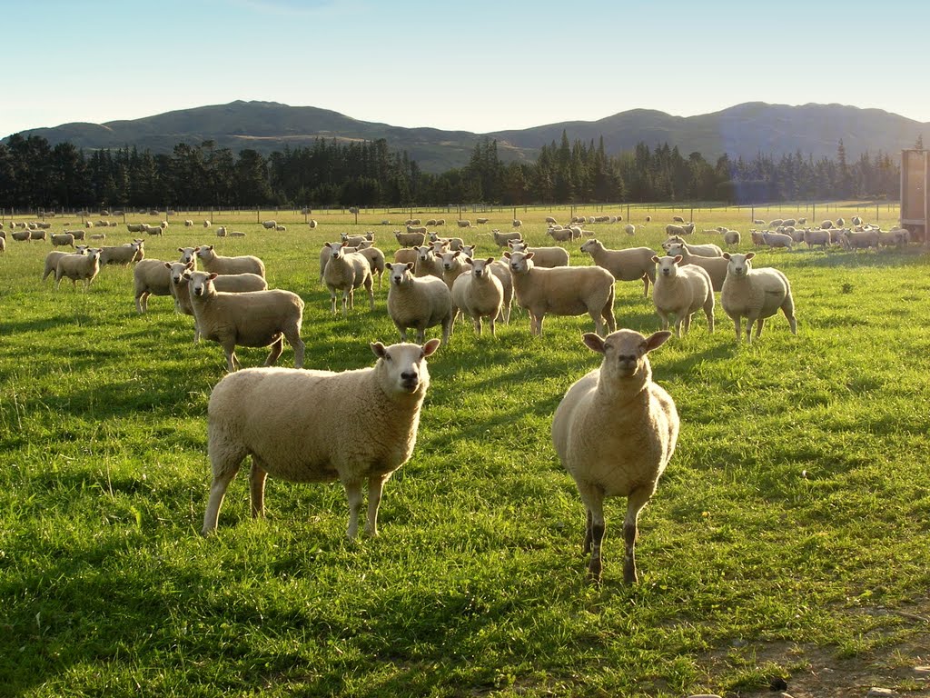 Springfield, sheep saying cheese (or good baaah? or get baaack?) by Tomas K☼h☼ut