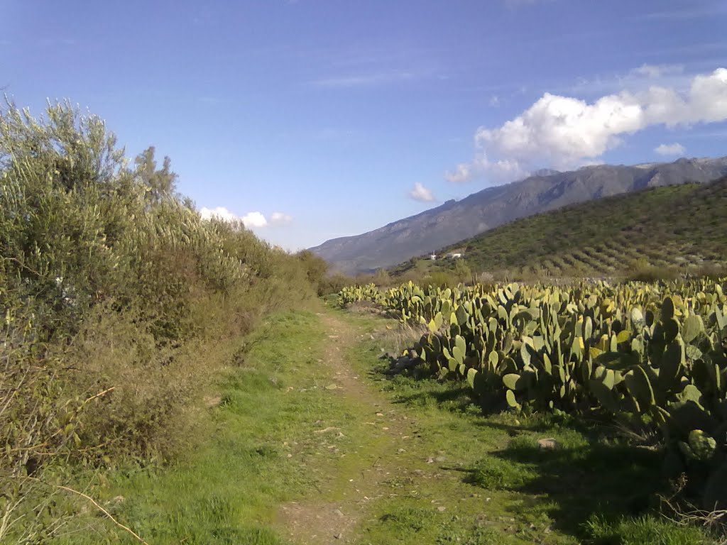 CAMPOS DE TUNAS by Manuel_7