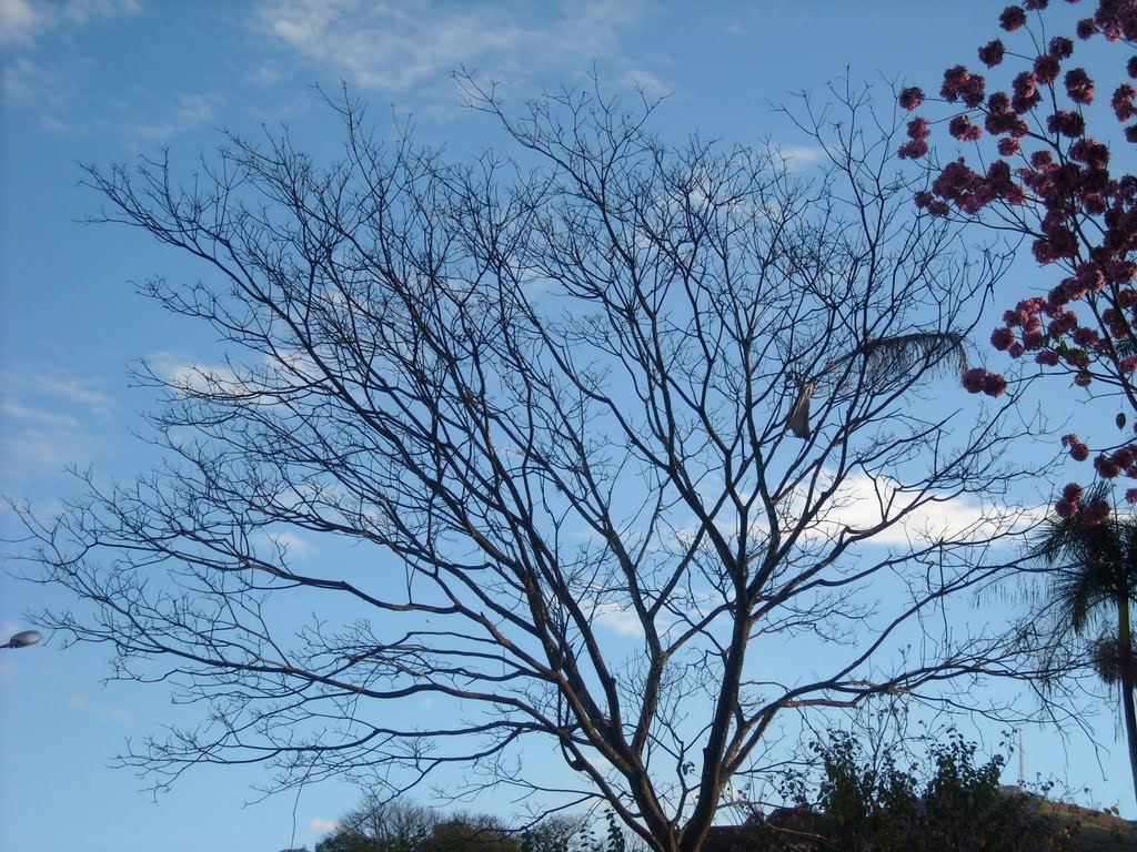 PRENÚNCIO DE PRIMAVERA-CARANGOLA by Terezinha  Ognibene