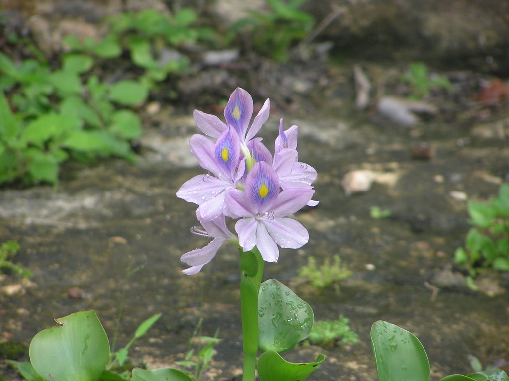 Flowers at Ikil Cenote Eco-Arqueological Park by M Lee