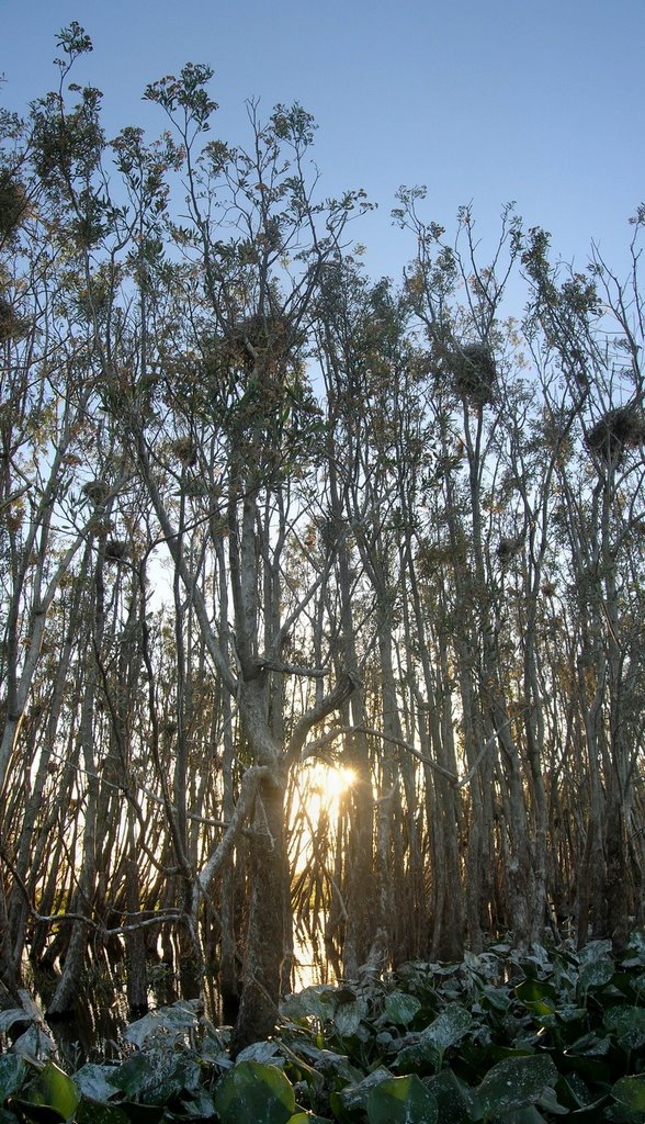 El sol se escabulle entre los árboles de la isla / Lautaro by Lautaro Tessi