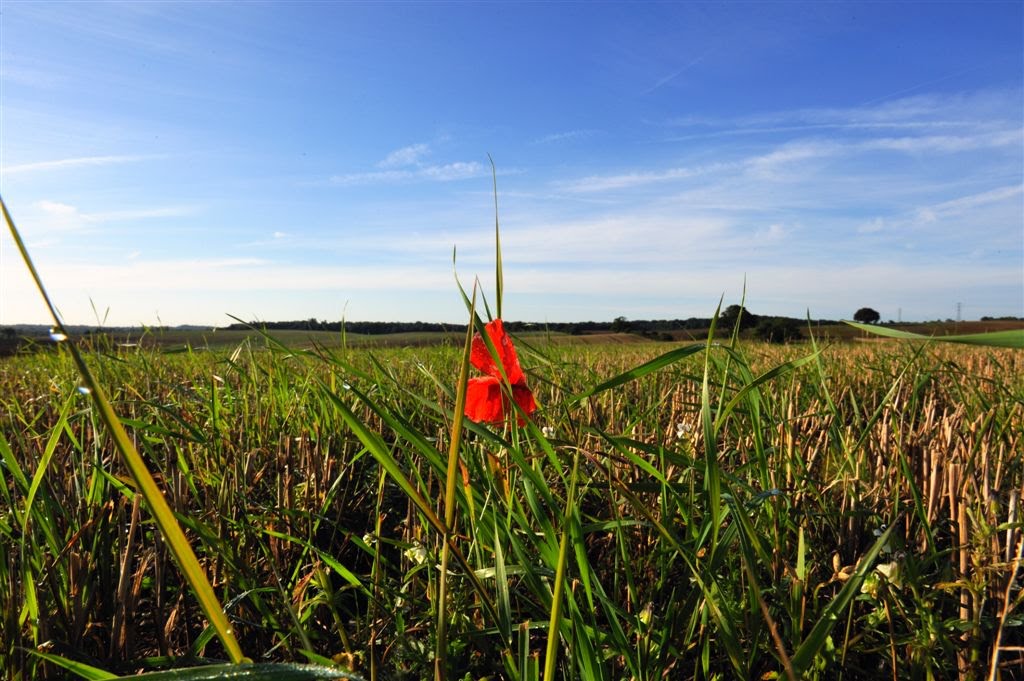 Poppy time Blues by Nick Weall