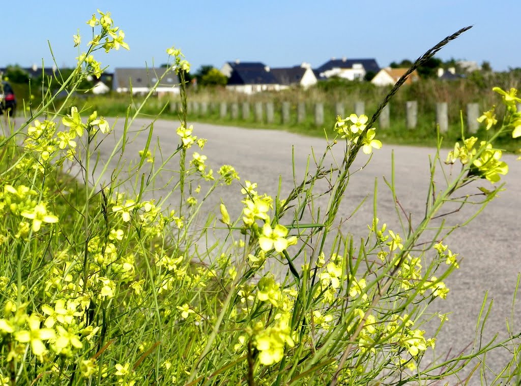 Pointe de Carteret - La rue du cap by epaulard59