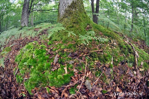 Forêt de Rambouillet by freediver206