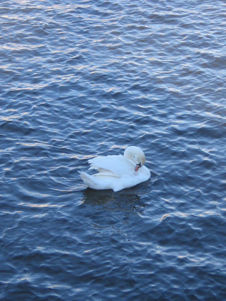 Bird, Amsterdam by Florin Zamfir