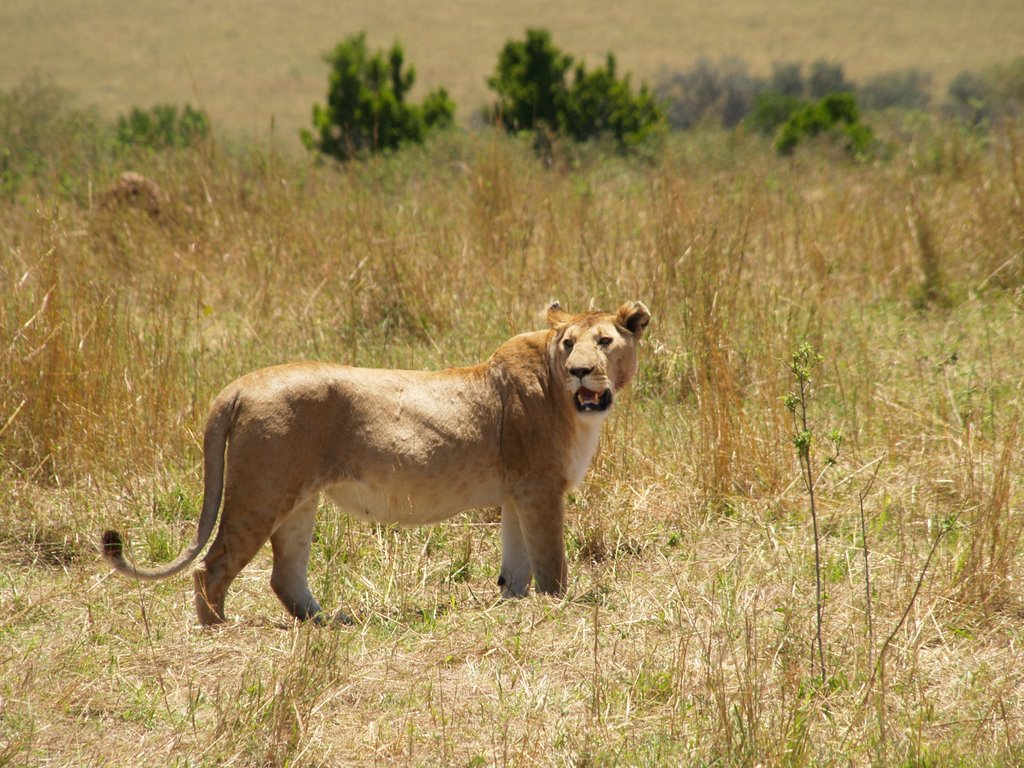 Masai mara leeuwin by harry klaris