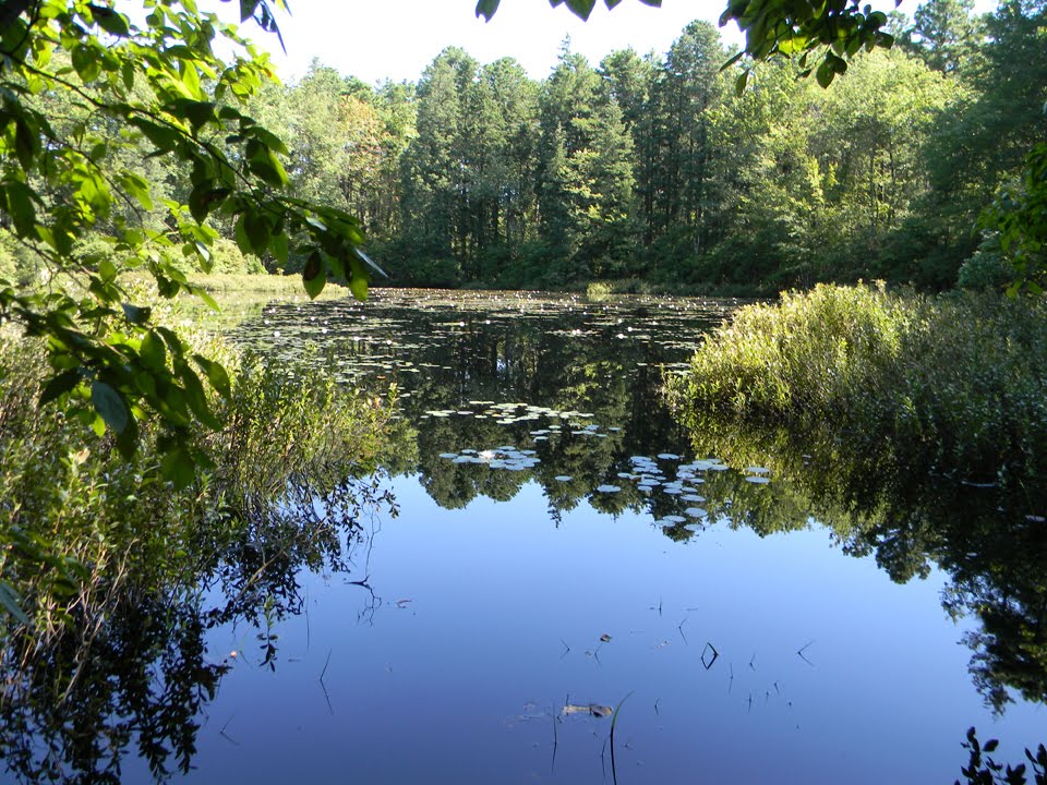 Vernal Pool Great Egg Harbor River in Winslow by hoganphoto