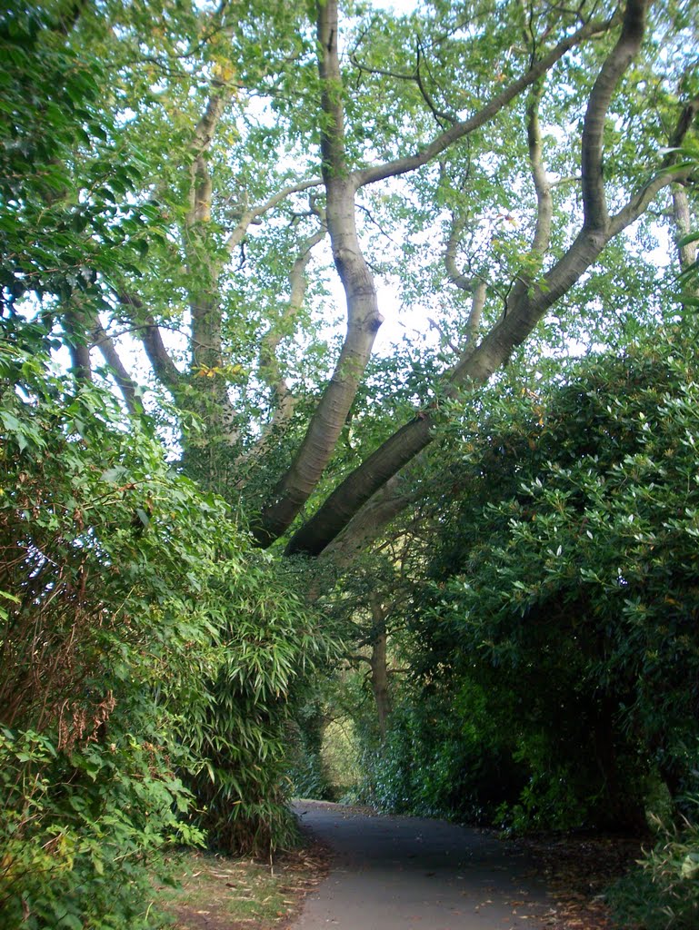 The path through Acton Park by edgar john