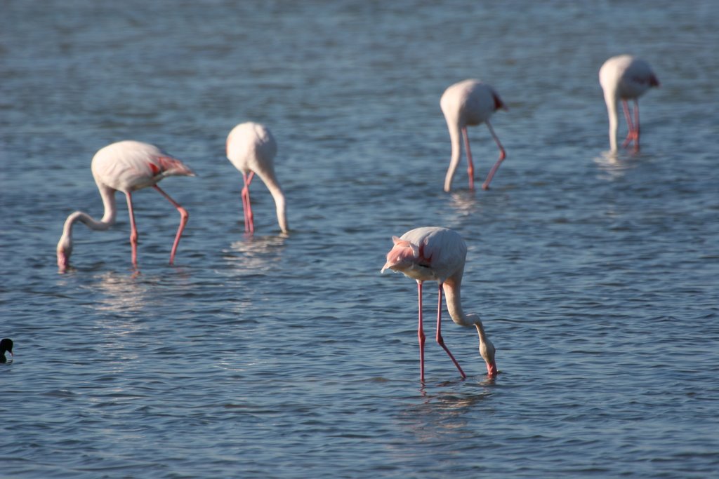 Flamingos by Ronald Hablützel