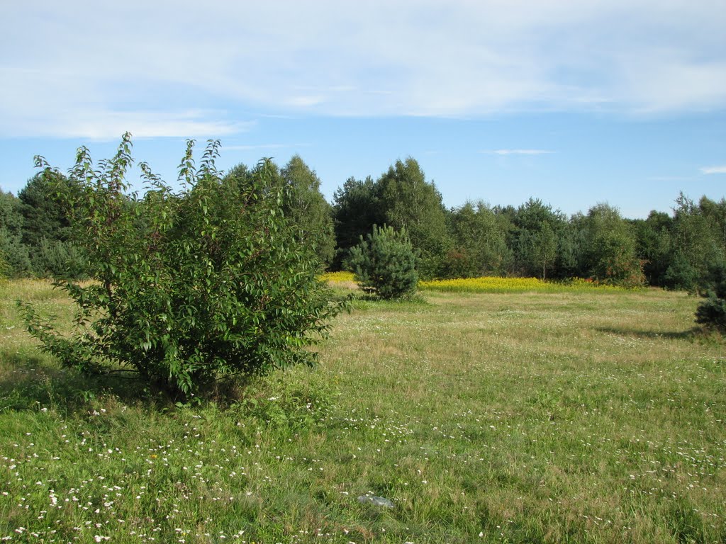 Meadow, Stare Panewniki, Katowice, Poland by Abraham ofm