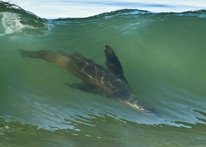 Seal surfing by Yves Rubin