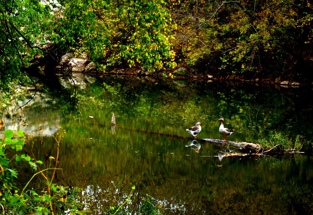 Geese at Wildcat Park by Tony E. Walker